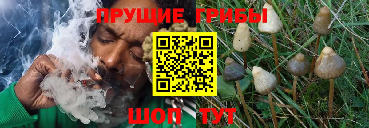 Псилоцибиновые грибы MAGIC MUSHROOMS Абинск